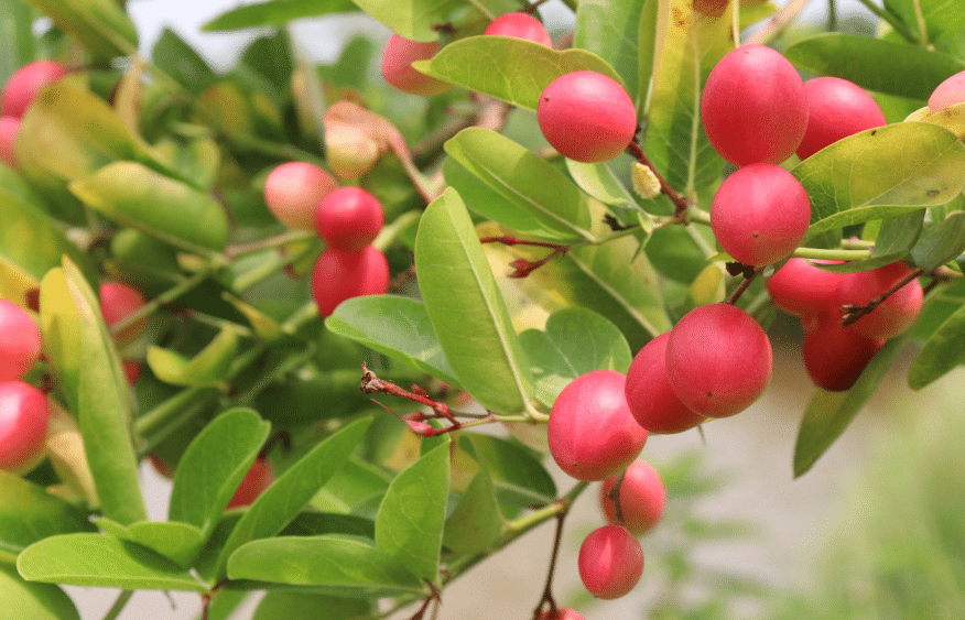 10 Fruits de baie du miracle - Mbaie Miracle