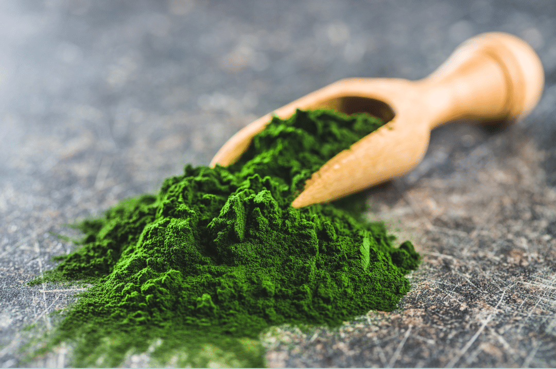 candidose chlorella candida albicans